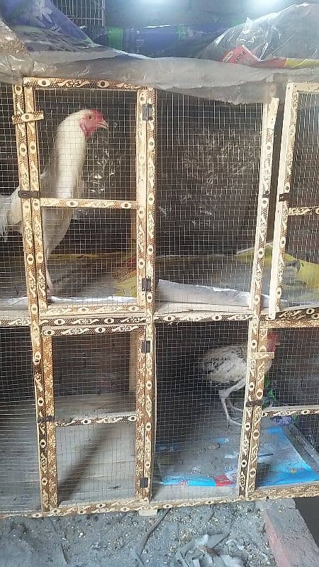 heera aseel murga, aseel murgi, golden murgi with cage for sale 8