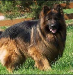 king shepherd  for stud