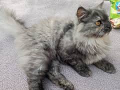 persian cats pair black and brown double coated