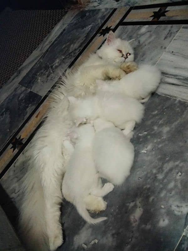 Persian Male Cat for stud / for mate 2