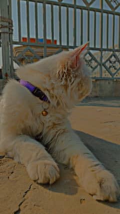 Persian Male Cat