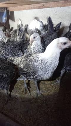 austrolop australorp australop Egyptian fayumi hen rice husk available