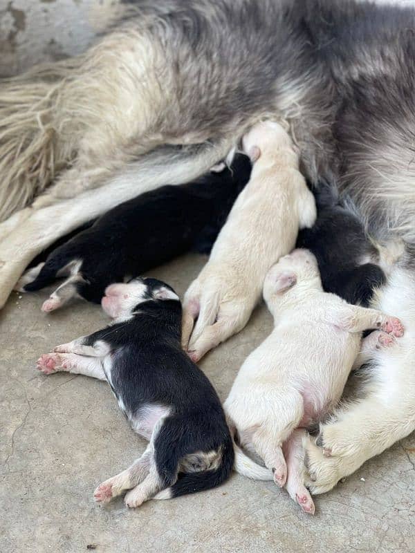 Siberian husky puppies available for sale 1