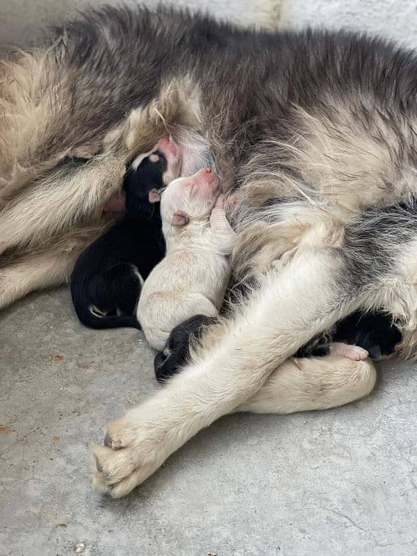 Siberian husky puppies available for sale 3