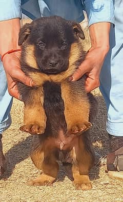 German Shepherd Double Coatted