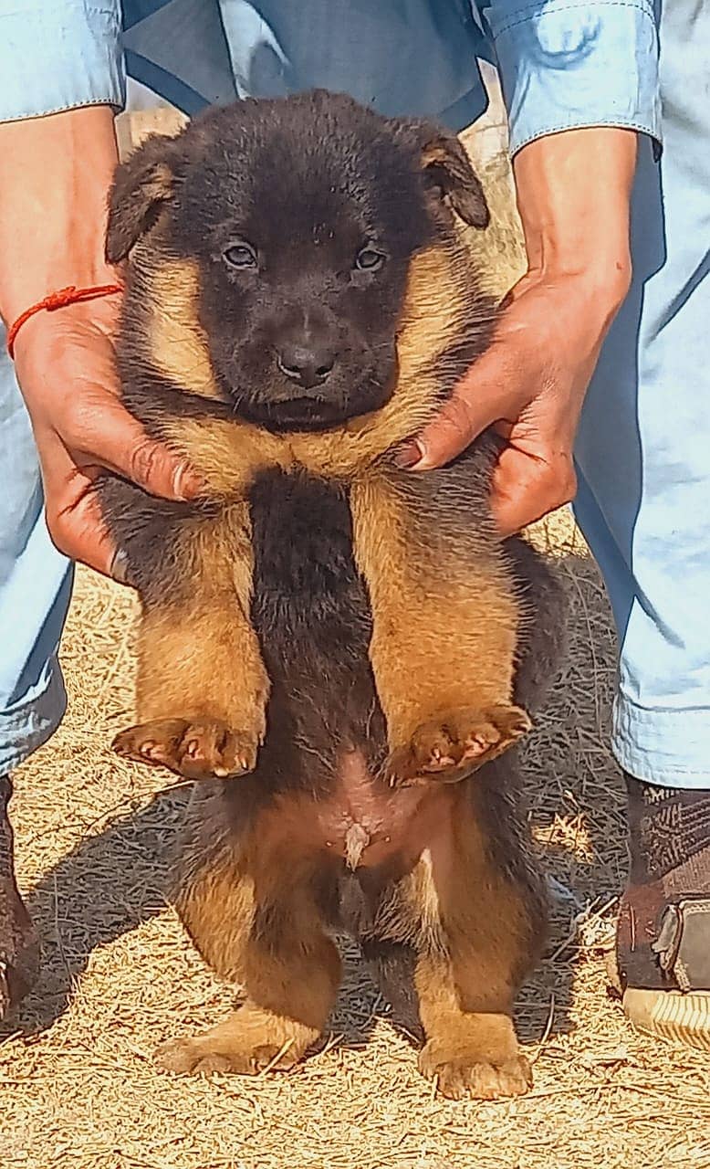 German Shepherd Double Coatted 0