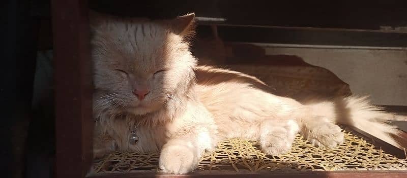 Golden Color Male persian cat 1