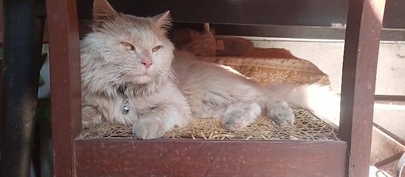 Golden Color Male persian cat 2