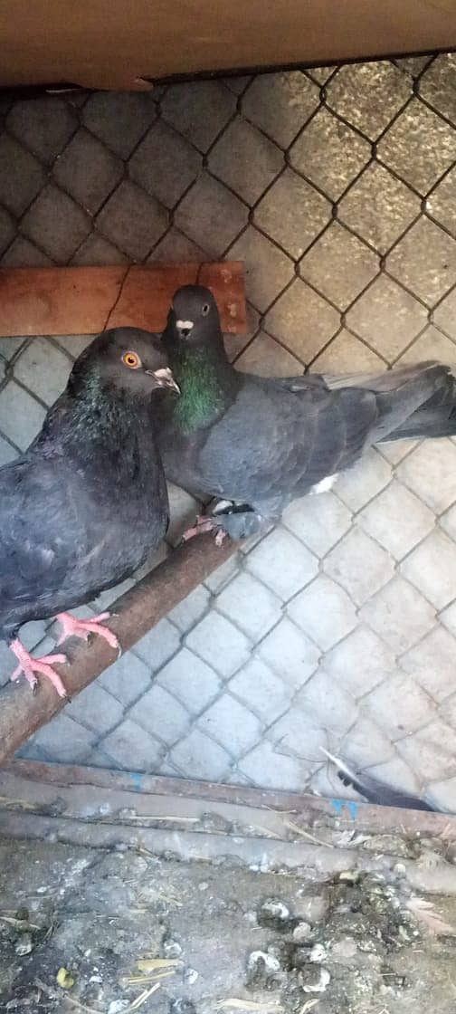 Black fancy pair magpai female lucka female and one female beautiful 0