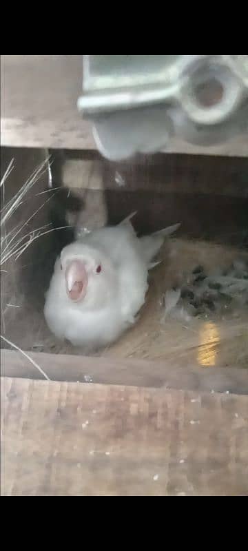 2 pair cermino x albino red eye / cermino x albino split red eye 1