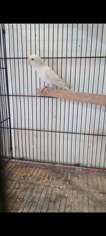 2 pair cermino x albino red eye / cermino x albino split red eye 3