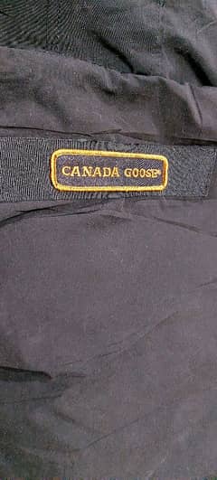 canada goose