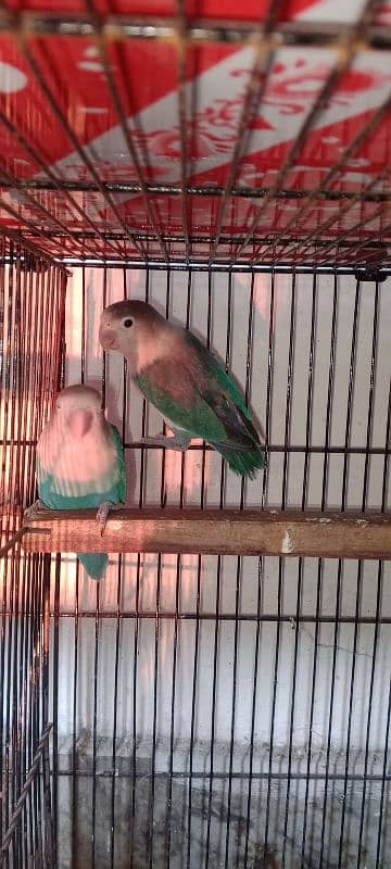 2 pair love bird (1) blue fisher split Eno/green euwing(2) blue fisher 3