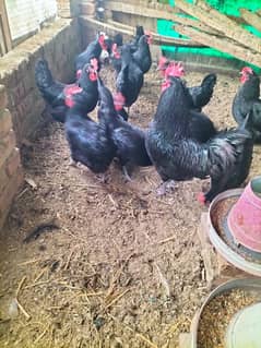 Black Australorp egg lawing female foresale per pic 3200