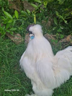 Silkie rooster for sale 9 month age