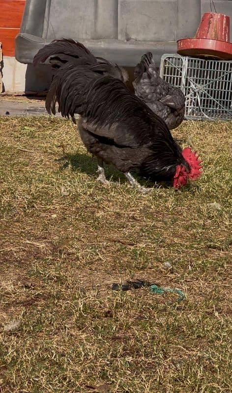 Australorp heritage pair for sale 0