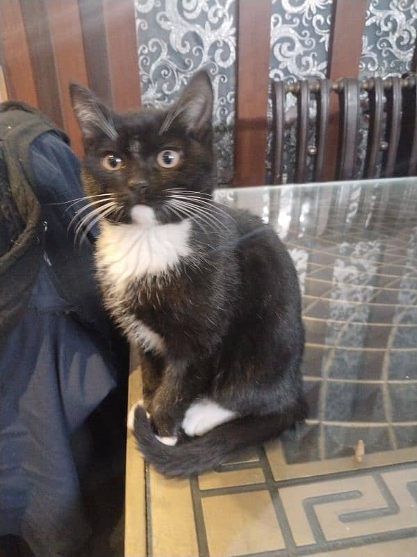 black and white British kitten for sale 1