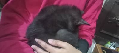 persian dollfaced black kitten with Brown eyes , persian cat