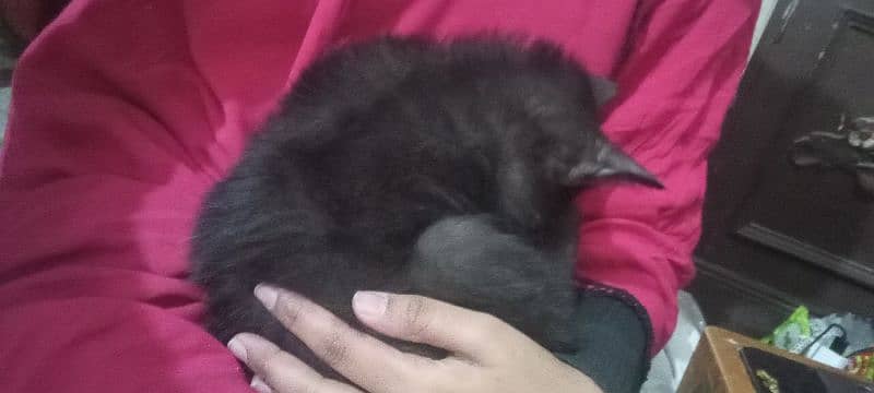 persian dollfaced black kitten with Brown eyes , persian cat 0