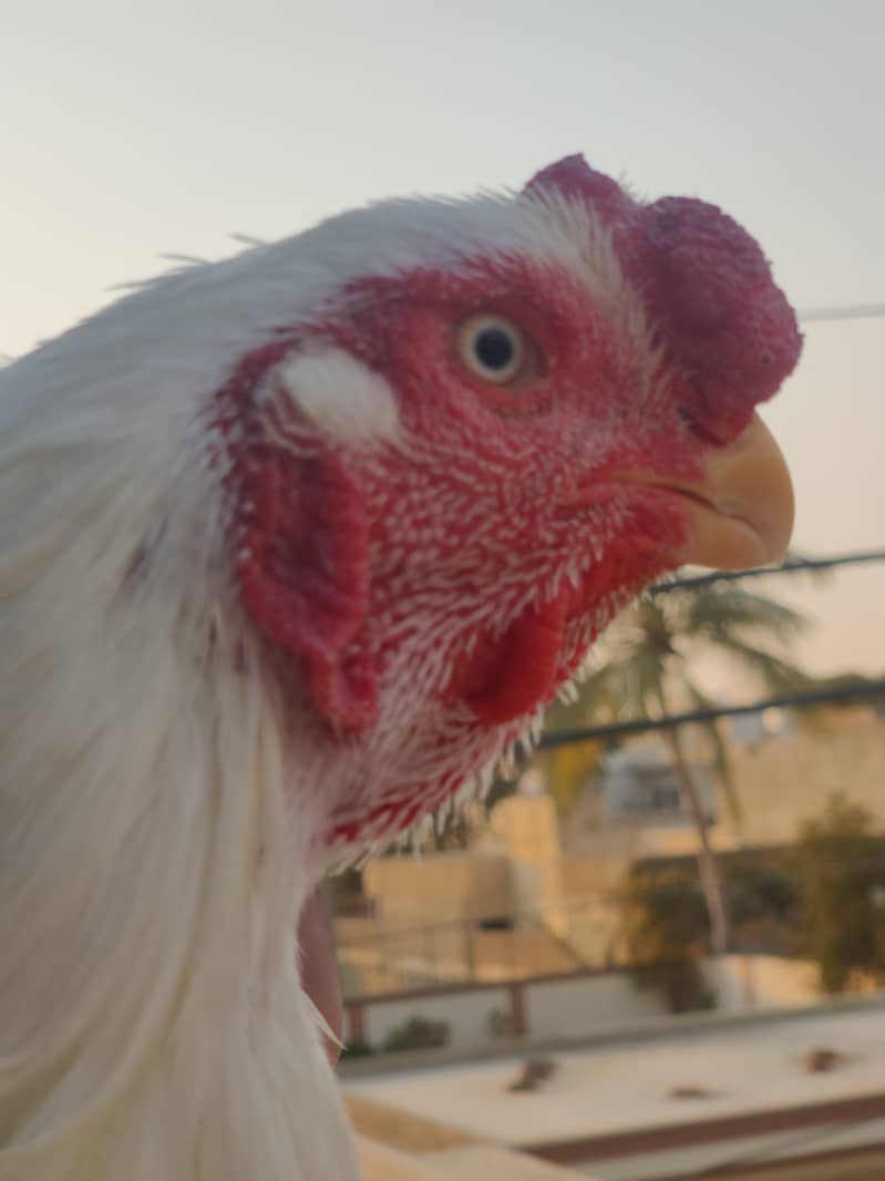 Indian parrot beak male pure Tamil old bloodline. chicks bhi available 0