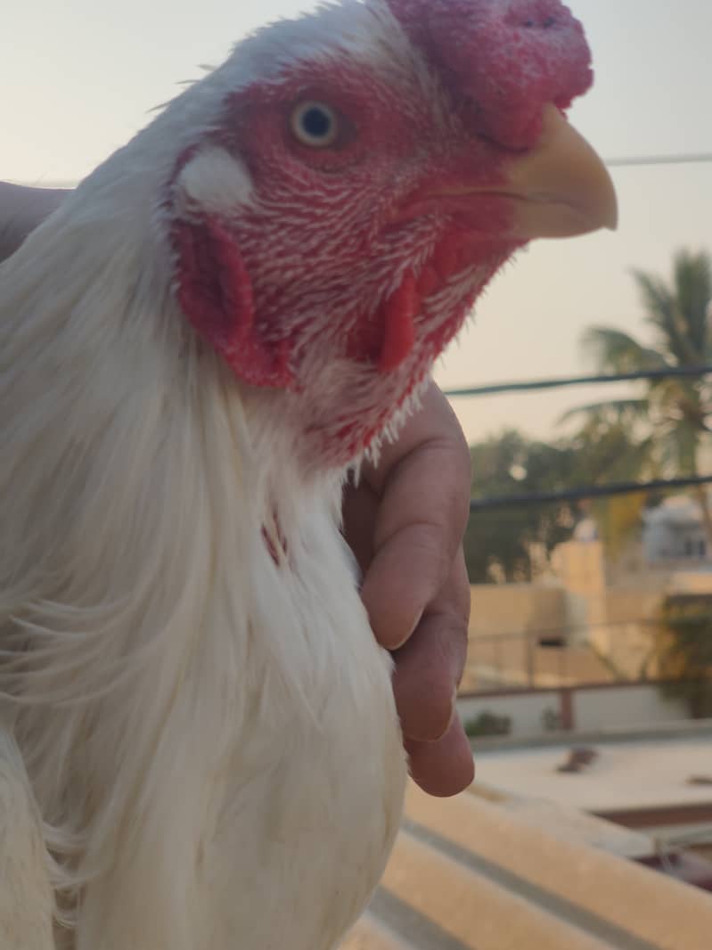 Indian parrot beak male pure Tamil old bloodline. chicks bhi available 1