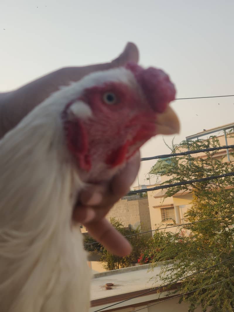 Indian parrot beak male pure Tamil old bloodline. chicks bhi available 2