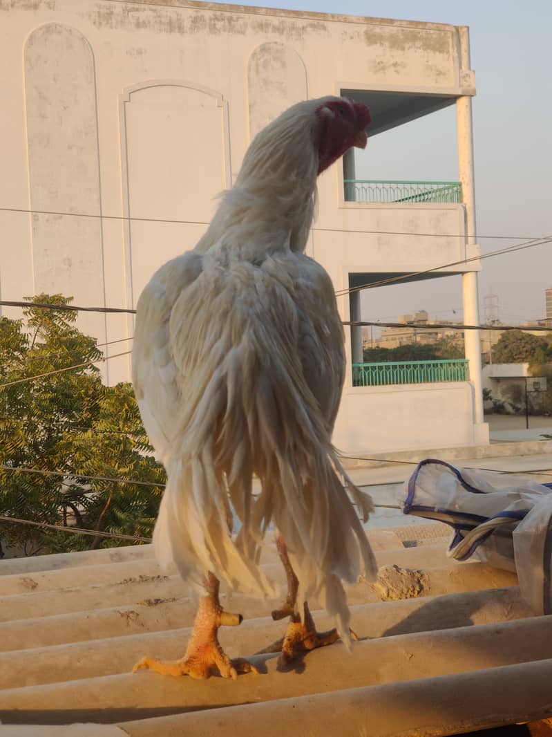 Indian parrot beak male pure Tamil old bloodline. chicks bhi available 4