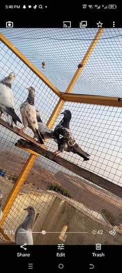 baby pigeon for seal location rawlpindi contact number 03155353741