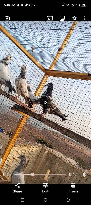 baby pigeon for seal location rawlpindi contact number 03155353741 0