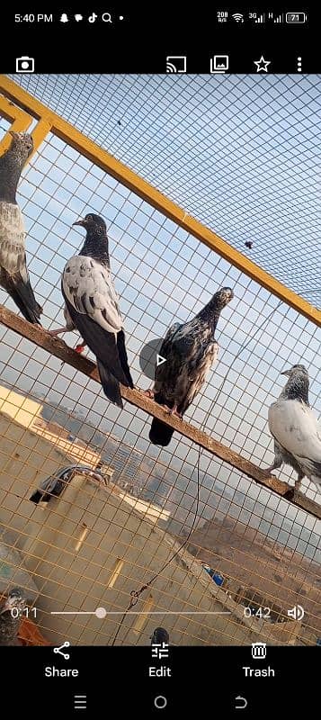 baby pigeon for seal location rawlpindi contact number 03155353741 1