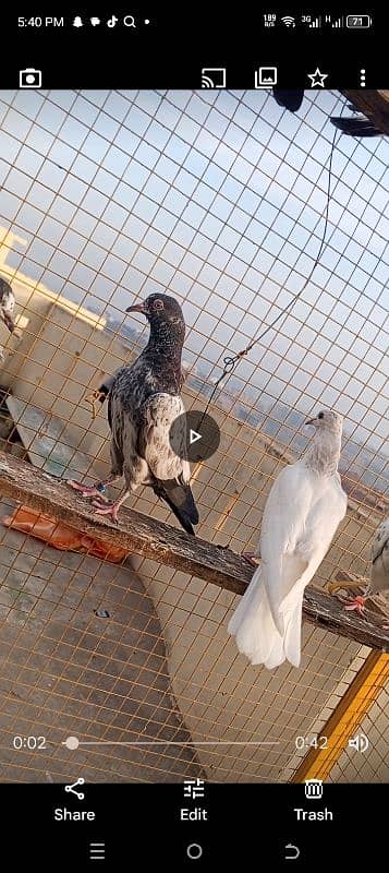 baby pigeon for seal location rawlpindi contact number 03155353741 2