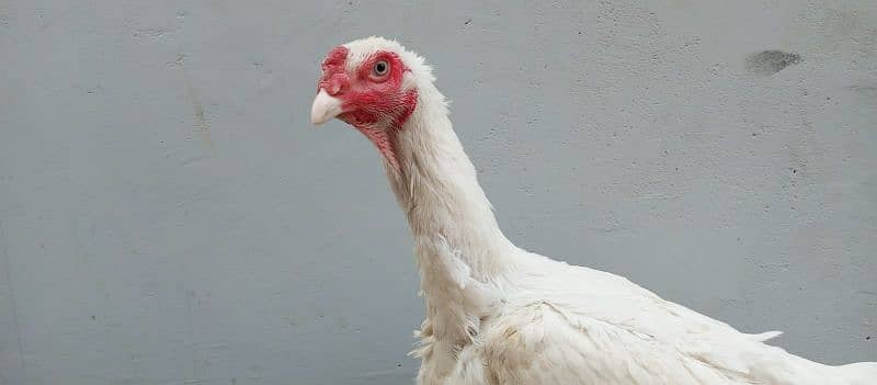 white king size shamo female egg start ka di ha health and active 2