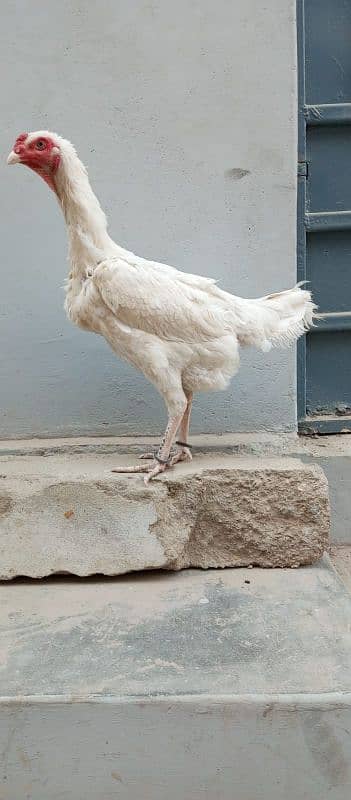 white king size shamo female egg start ka di ha health and active 3