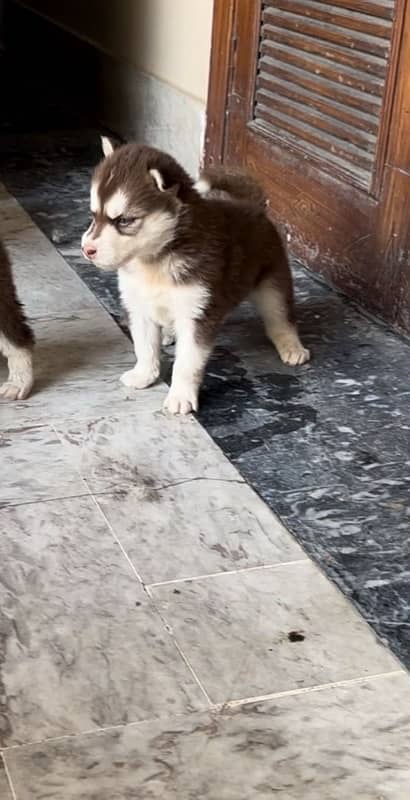 siberian husky breeder female with pup 2