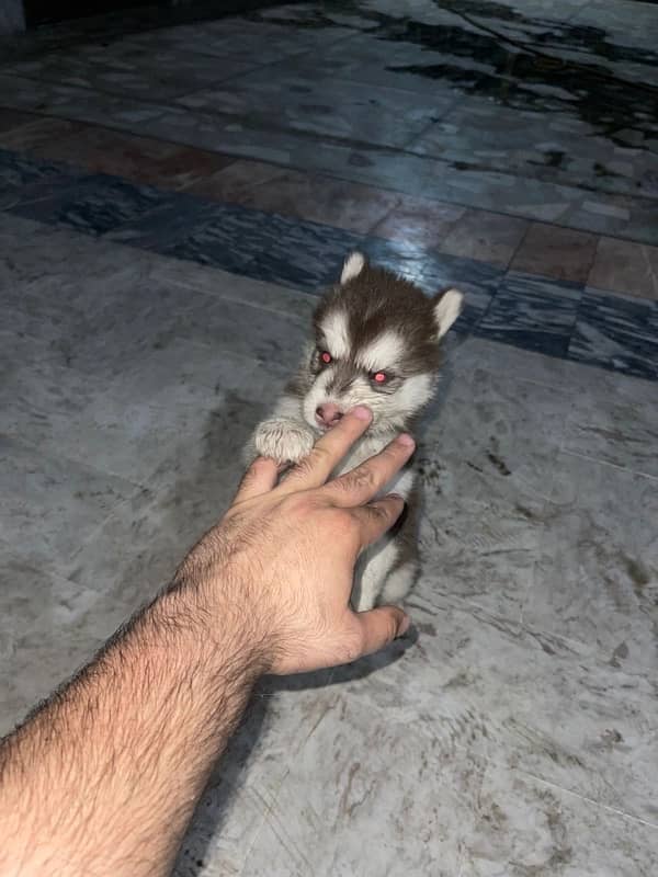 siberian husky breeder female with pup 4