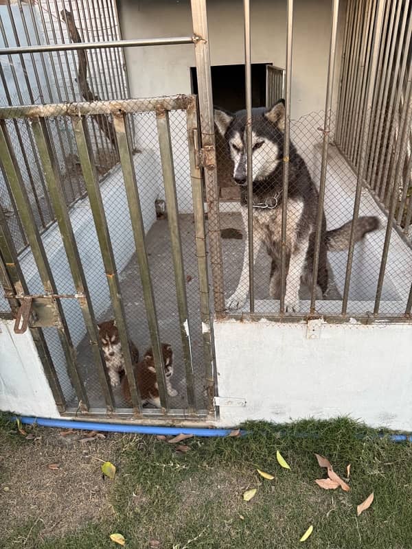 siberian husky breeder female with pup 5