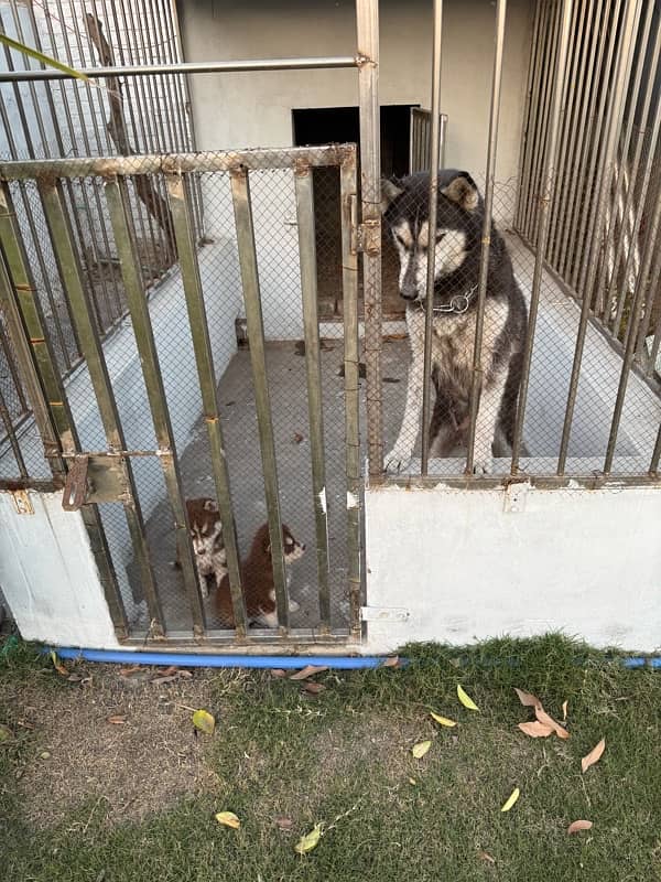 siberian husky breeder female with pup 6