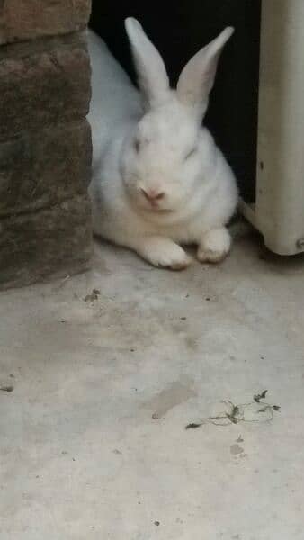 newzeland rabit male or female 0