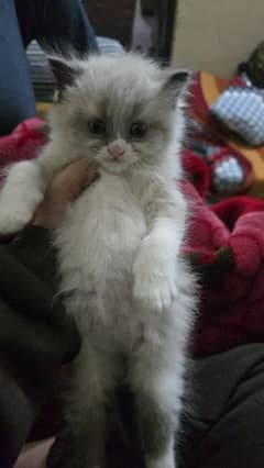 50 days persion kitten available male female