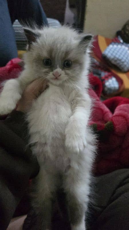 50 days persion kitten available male female 0