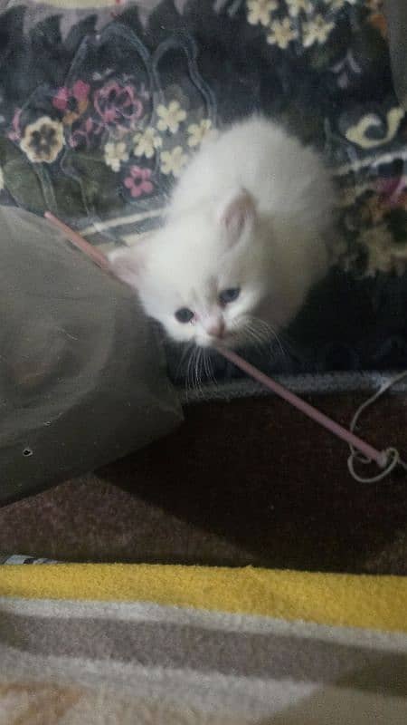 50 days persion kitten available male female 1