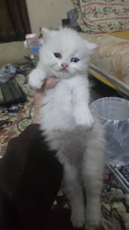 50 days persion kitten available male female 3