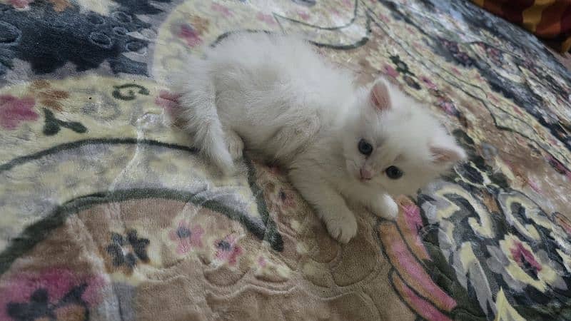 50 days persion kitten available male female 4