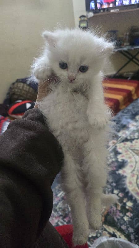 50 days persion kitten available male female 5