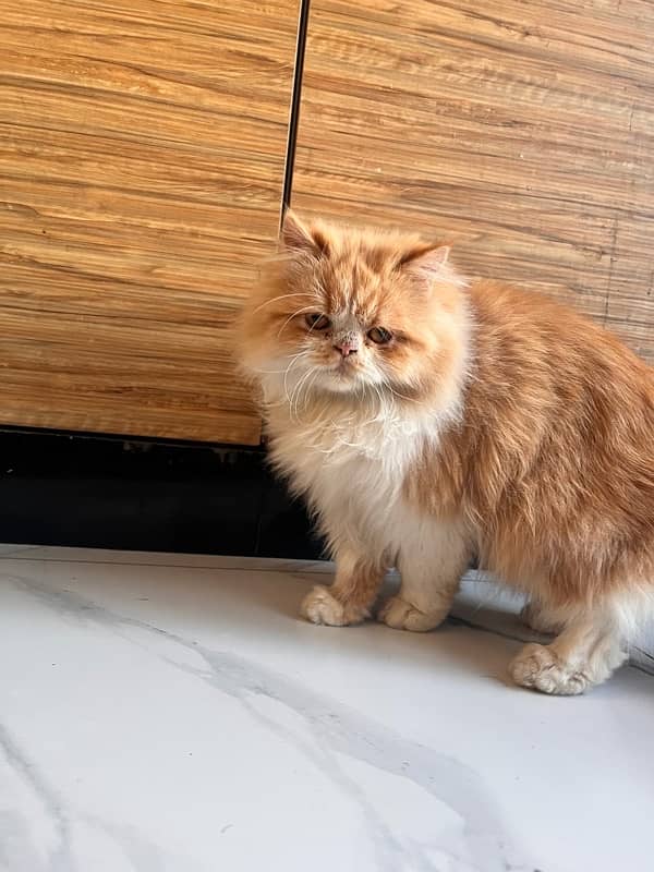 persian cat tripple coat peekki face 2