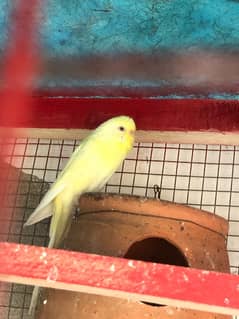 red eye female budgie /Australian  for sale exchange with male budgie