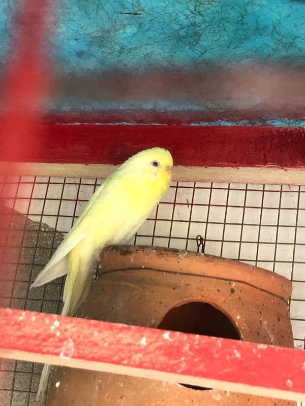 red eye female budgie /Australian  for sale exchange with male budgie 0