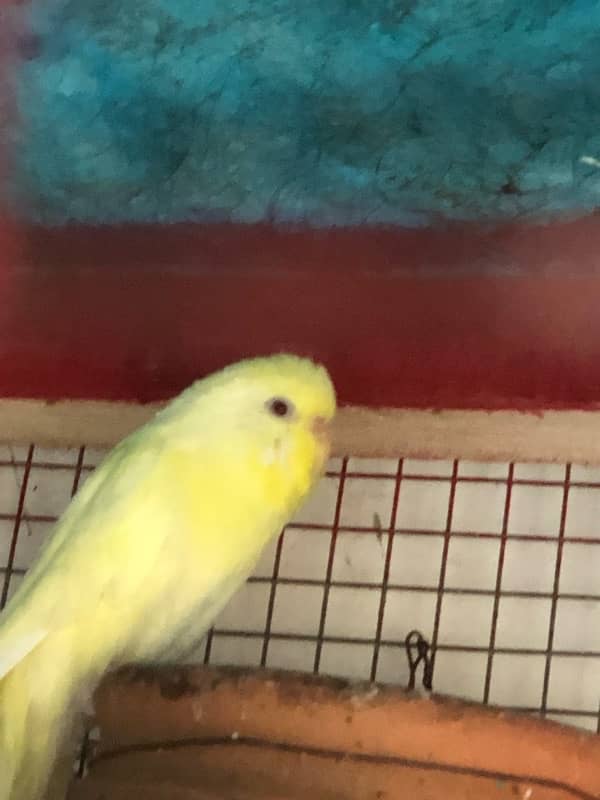 red eye female budgie /Australian  for sale exchange with male budgie 1