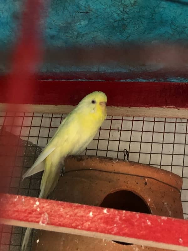 red eye female budgie /Australian  for sale exchange with male budgie 2