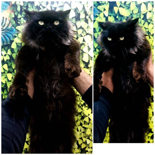 Persian hamalian british punch face piki face cat's and kitten's 16